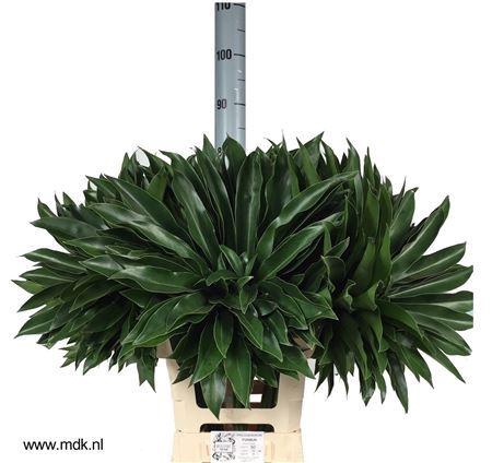 <h4>Philodendron  'Fun Bun'</h4>