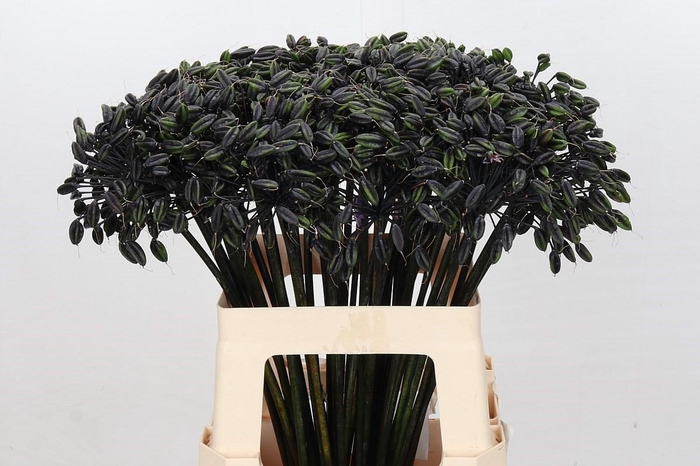 <h4>Agapanthus Seed</h4>