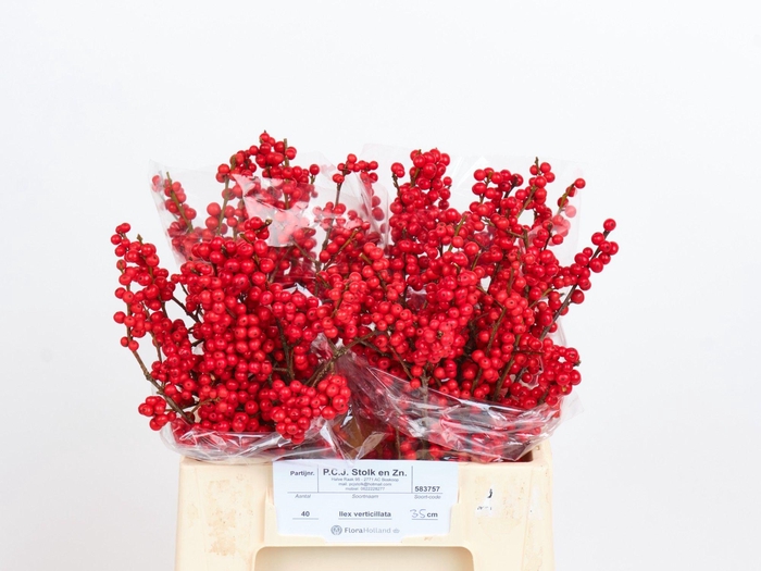 <h4>ILEX VE RODE BES</h4>