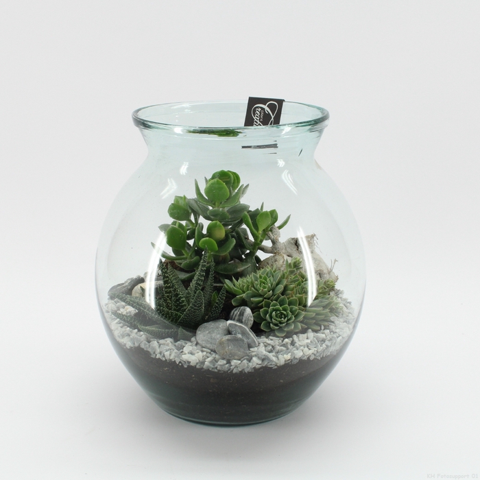 <h4>SGCR-2423 Summer Greens terrarium</h4>