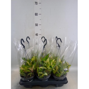 Hoya carnosa 'Tricolor'