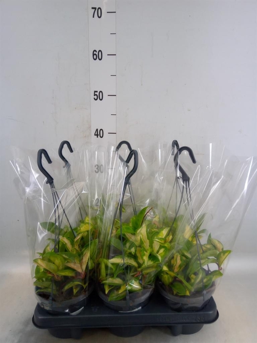 <h4>Hoya carnosa 'Tricolor'</h4>