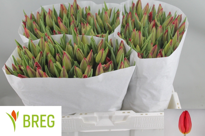 <h4>TU EN STRONG FIRE</h4>