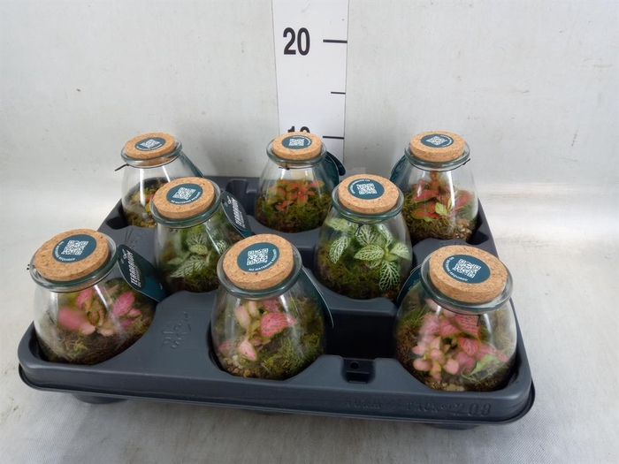 <h4>Arr.    Planten  L%</h4>