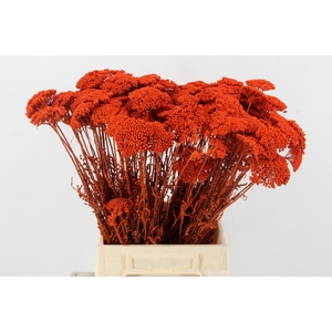DF Achillea Paint Bs Orange