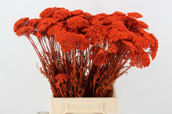 <h4>DF Achillea Paint Bs Orange</h4>