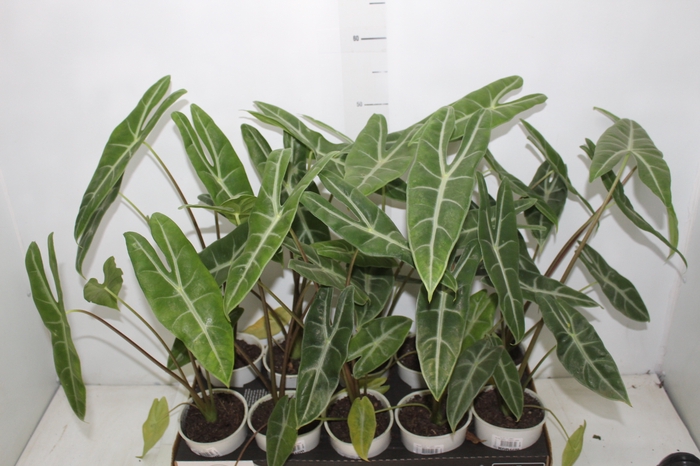 <h4>ALOCASIA LONGILOBA P12</h4>