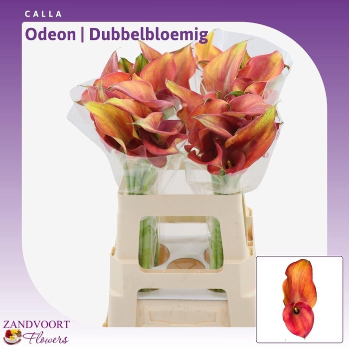 <h4>Calla Odeon | Dubbelbloemig</h4>