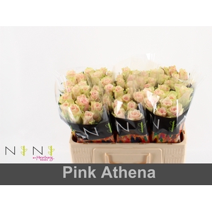 Rosa large pink athena