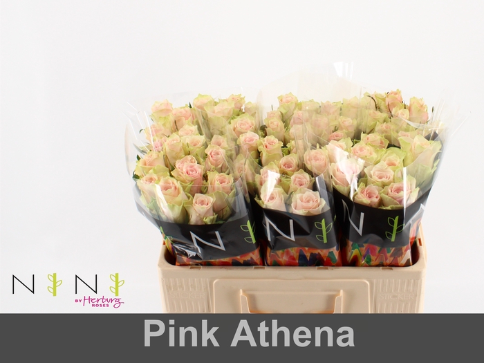 <h4>Rosa large pink athena</h4>