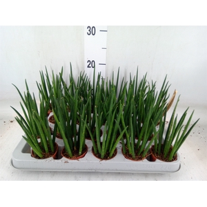 Sansevieria bacularis