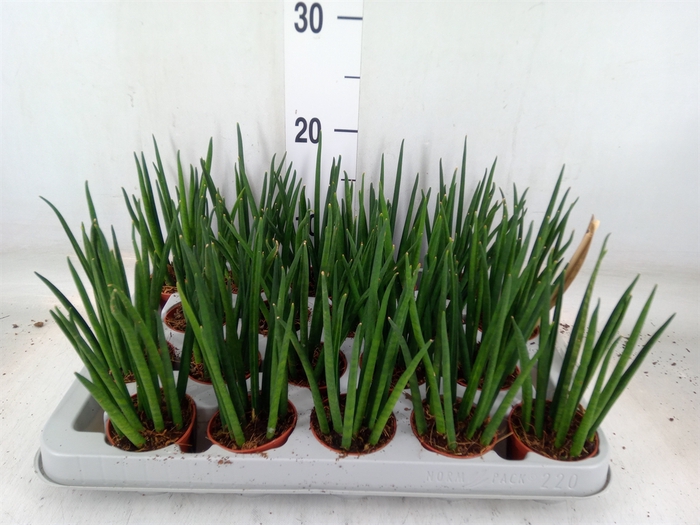 <h4>Sansevieria bacularis</h4>