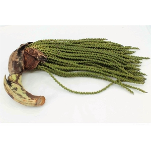 Caryota Stem Medium