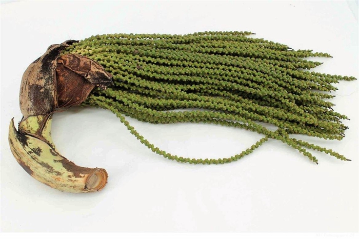 <h4>Caryota Stem Medium</h4>