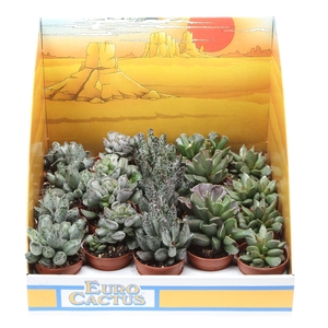 Adromischus mix in showdoos