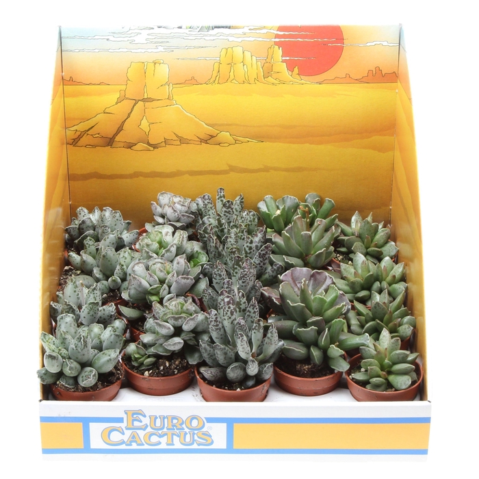 <h4>Adromischus mix in showdoos</h4>