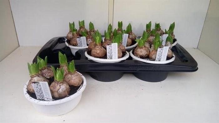 <h4>HYACIN WHITE PEARL</h4>