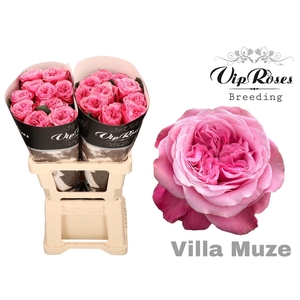 R GR VILLA MUZE