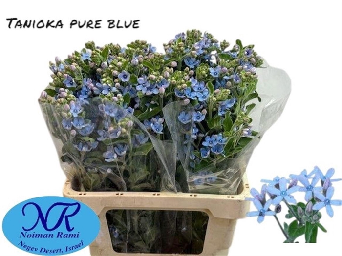 <h4>OXY CO TAN PURE BLU</h4>
