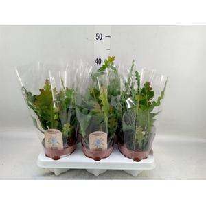 Epiphyllum anguliger