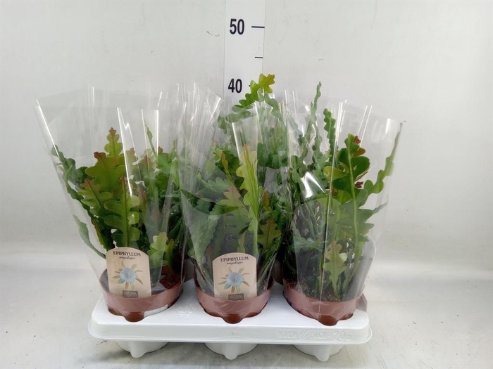 <h4>Epiphyllum anguliger</h4>