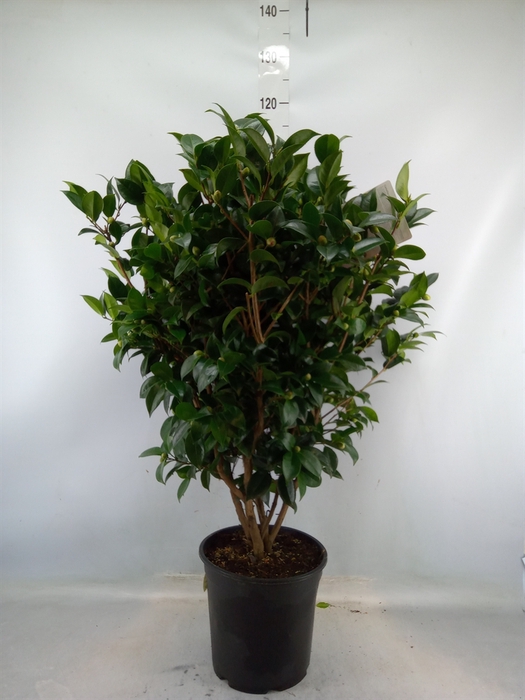 <h4>Camellia japonica</h4>