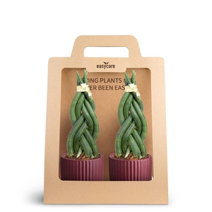 2-Pack Nordic Aubergine, Braid