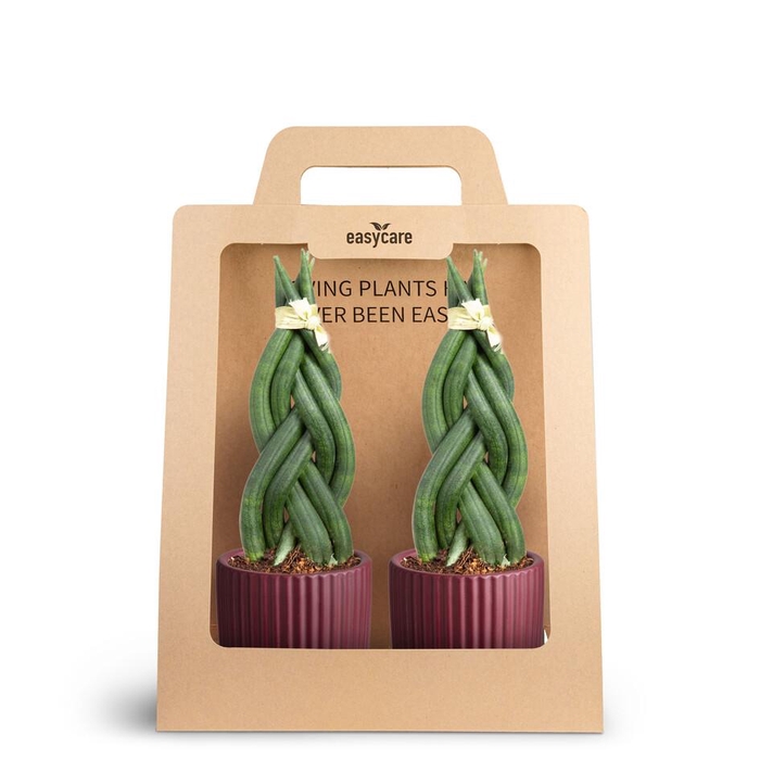 <h4>2-Pack Nordic Aubergine, Braid</h4>