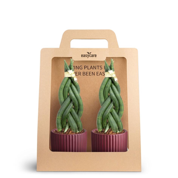 2-Pack Nordic Aubergine, Braid P7
