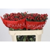 Hypericum True Romance