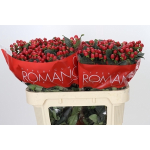 Hypericum True Romance