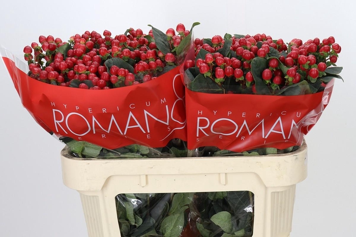 Hypericum True Romance