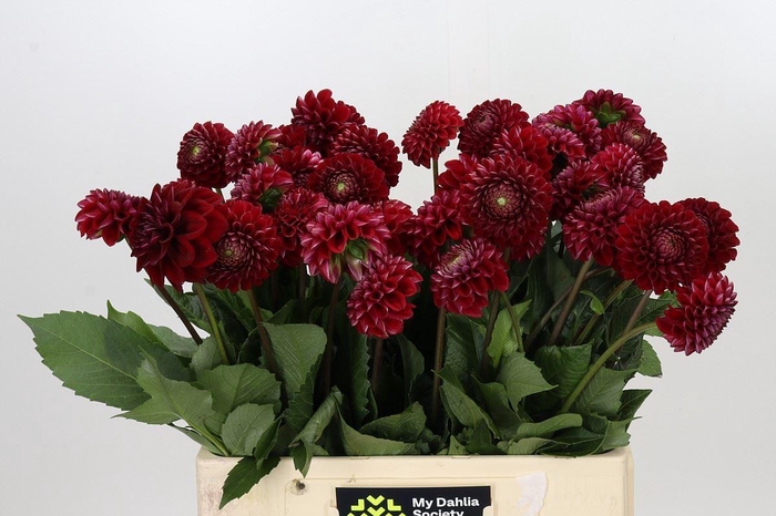 <h4>Dahlia BA 'Cornel'</h4>