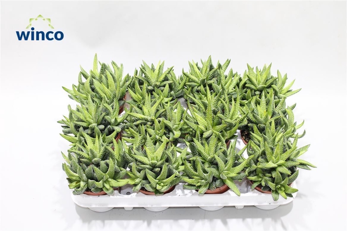 <h4>Haworthia Eon (group)</h4>