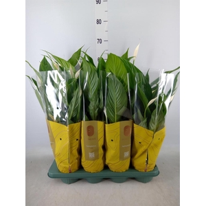 Spathiphyllum  'Sweet Benito'