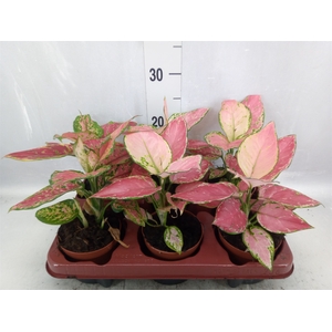 Aglaonema   ...