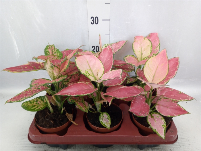 Aglaonema   ...