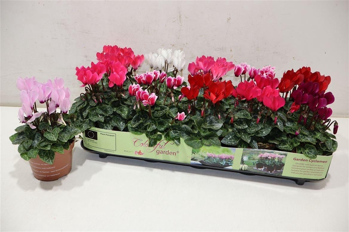 <h4>Cycl Kl Patio</h4>