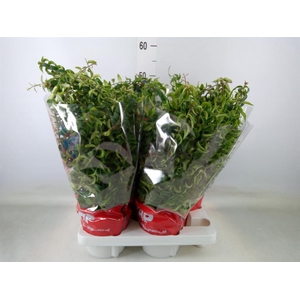 Aeschynanthus  'Twister'