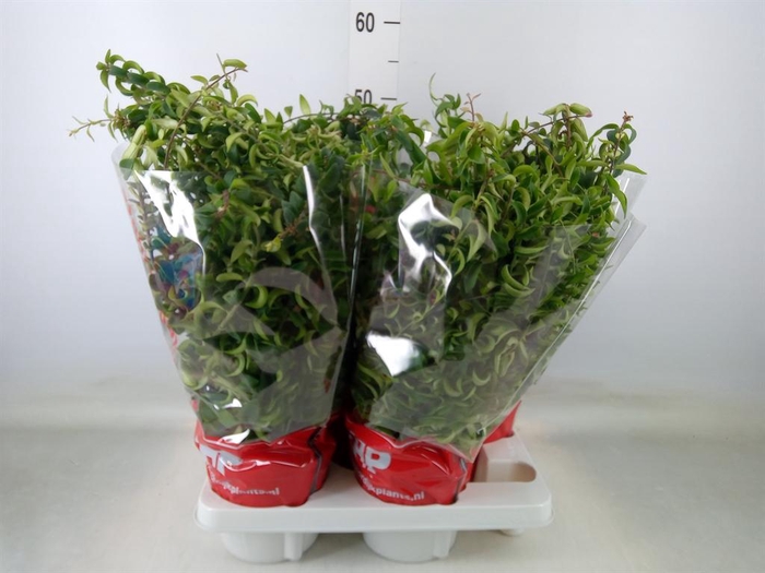 <h4>Aeschynanthus  'Twister'</h4>