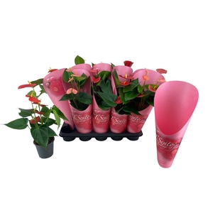 Anthurium Andreanum Grp gemengd