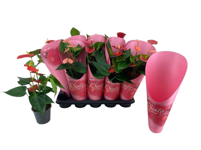 <h4>Anthurium Andreanum Grp gemengd</h4>