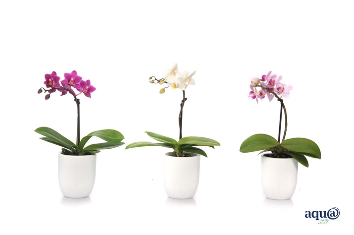 <h4>Hugo White Tiny Dolls Mix 1T7+ Aqu@</h4>