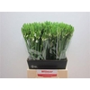 Ornithogalum Thyrsoides