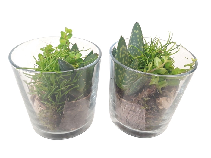 <h4>933 GMX Cil glas mini groenmix + houtdeco</h4>