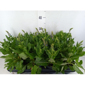 Salvia sylvestris 'April Night'