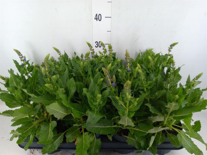 <h4>Salvia sylvestris 'April Night'</h4>