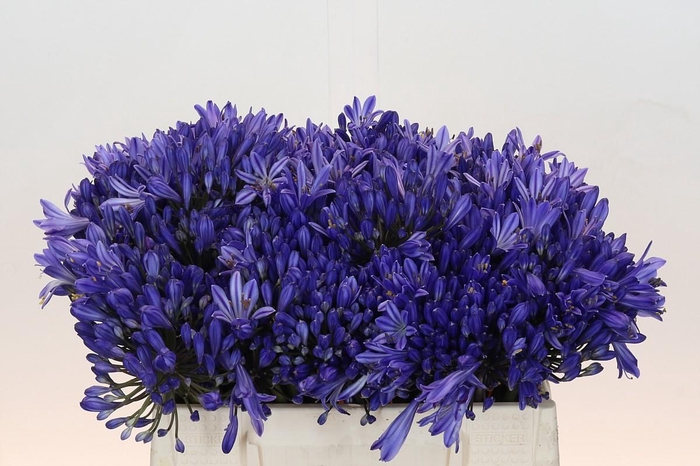 <h4>Agapanthus EYFORI Blue</h4>