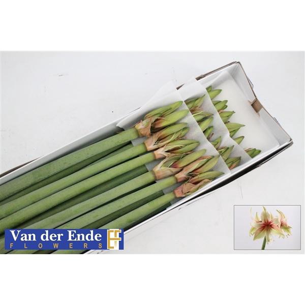 <h4>HIPP DI DANCE VALLEY</h4>