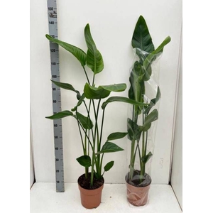 STRELITZIA NICOLAI